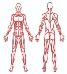 Cuerpo Humano